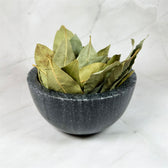Laurier (feuilles) - Aeternum - a large pot filled with green leafy plants  -