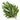 Laurier (feuilles) - Aeternum - a close up of a plant on a white surface  - # boutique ésoterisme# - #wicca# 