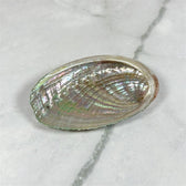 Petite coquille d'Ormeau - Aeternum - Petite coquille d'Ormeau - Aeternum - Petite coquille d'Ormeau - Aeternum - Petite coquille d'Ormeau -