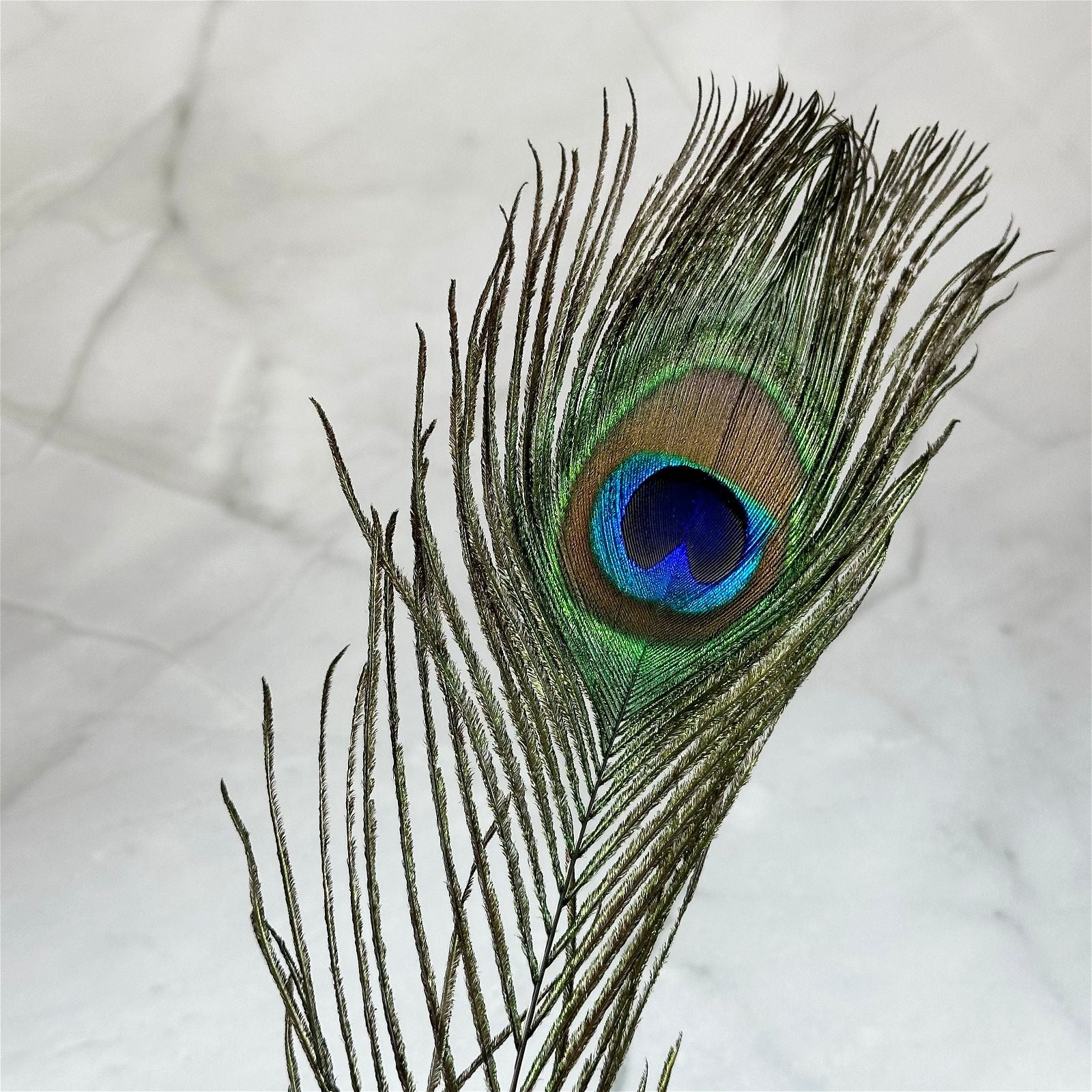 Plume de Paon - Aeternum - Plume de Paon - Aeternum - Plume de Paon - Aeternum - #original_alt_text# - #esoterisme# - #wicca#  - #esoterisme# - #wicca#  - # boutique ésoterisme# - #wicca# 