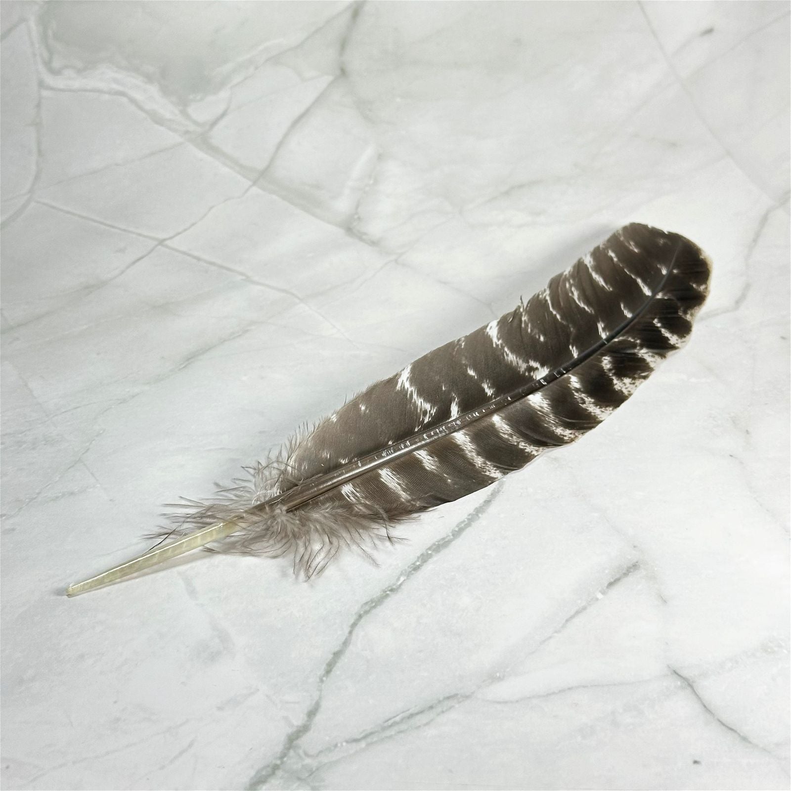 Plume de dindon - Aeternum - Plume de dindon - Aeternum - Plume de dindon - Aeternum - #original_alt_text# - #esoterisme# - #wicca#  - #esoterisme# - #wicca#  - # boutique ésoterisme# - #wicca# 