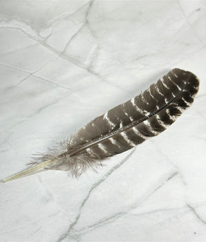 Plume de dindon - Aeternum - Plume de dindon - Aeternum - Plume de dindon - Aeternum - #original_alt_text# - #esoterisme# - #wicca#  - #esoterisme# - #wicca#  - # boutique ésoterisme# - #wicca# 