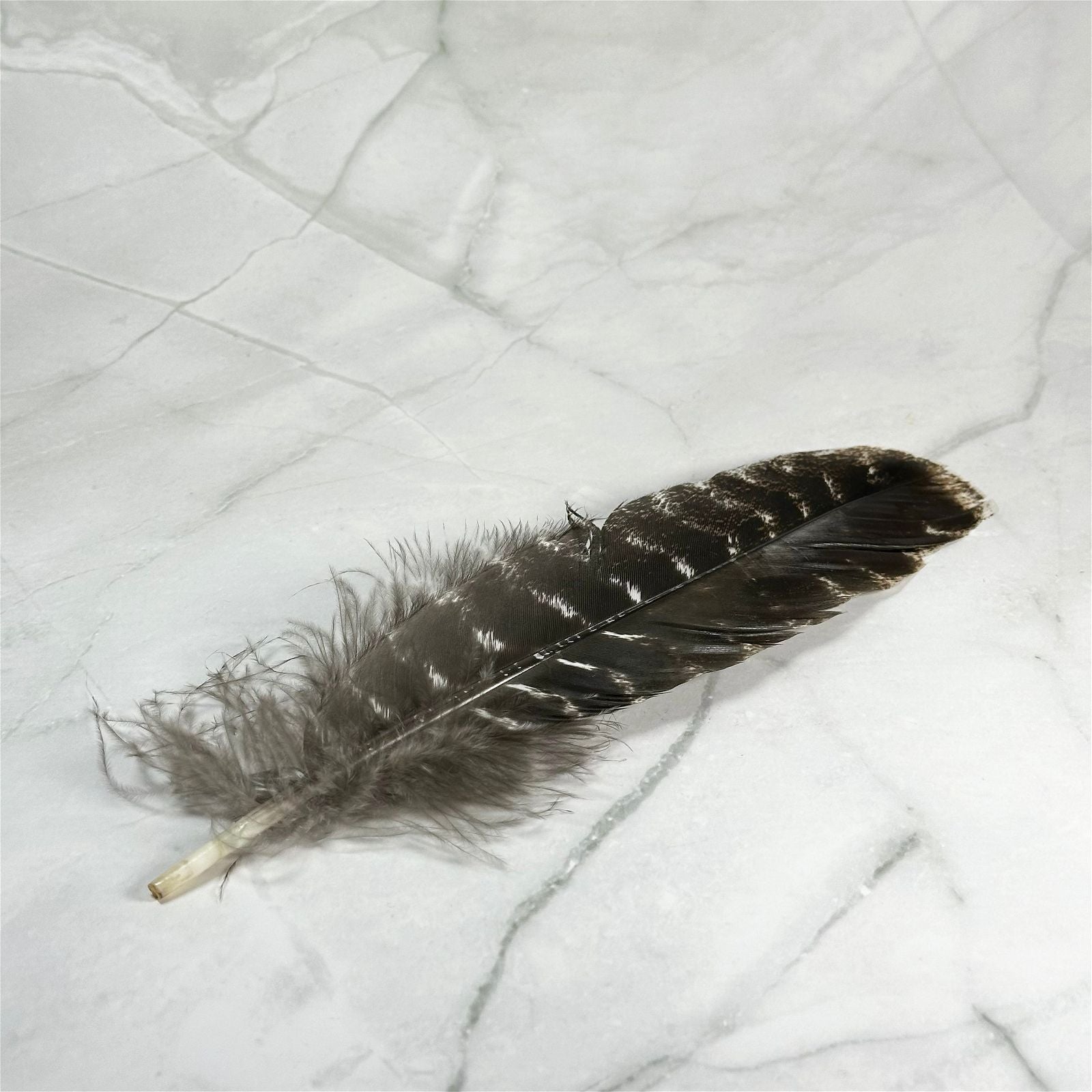 Plume de dindon - Aeternum - Plume de dindon - Aeternum - Plume de dindon - Aeternum - #original_alt_text# - #esoterisme# - #wicca#  - #esoterisme# - #wicca#  - # boutique ésoterisme# - #wicca# 