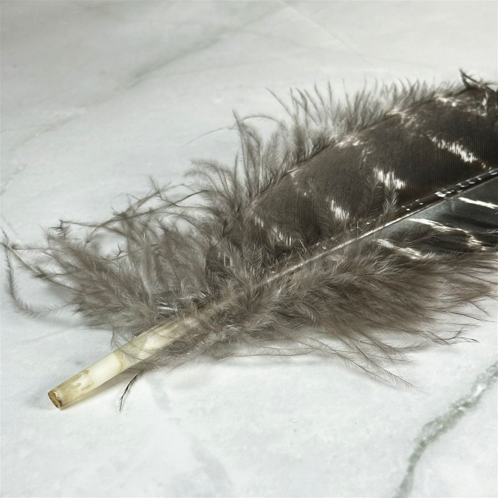 Plume de dindon - Aeternum - Plume de dindon - Aeternum - Plume de dindon - Aeternum - #original_alt_text# - #esoterisme# - #wicca#  - #esoterisme# - #wicca#  - # boutique ésoterisme# - #wicca# 