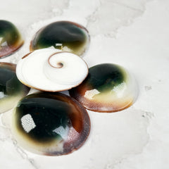 Coquille Œil-de-Chat