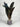 Plume de coq noir
