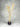 Plume de paon blanc