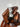 Huile hoodoo Magnétique / Lodestone oil