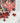 Graines Œil du Diable (pack x10)
